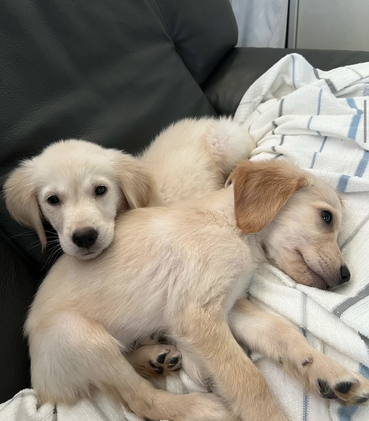 株式会社スリーエイトの看板犬アクア&マリン