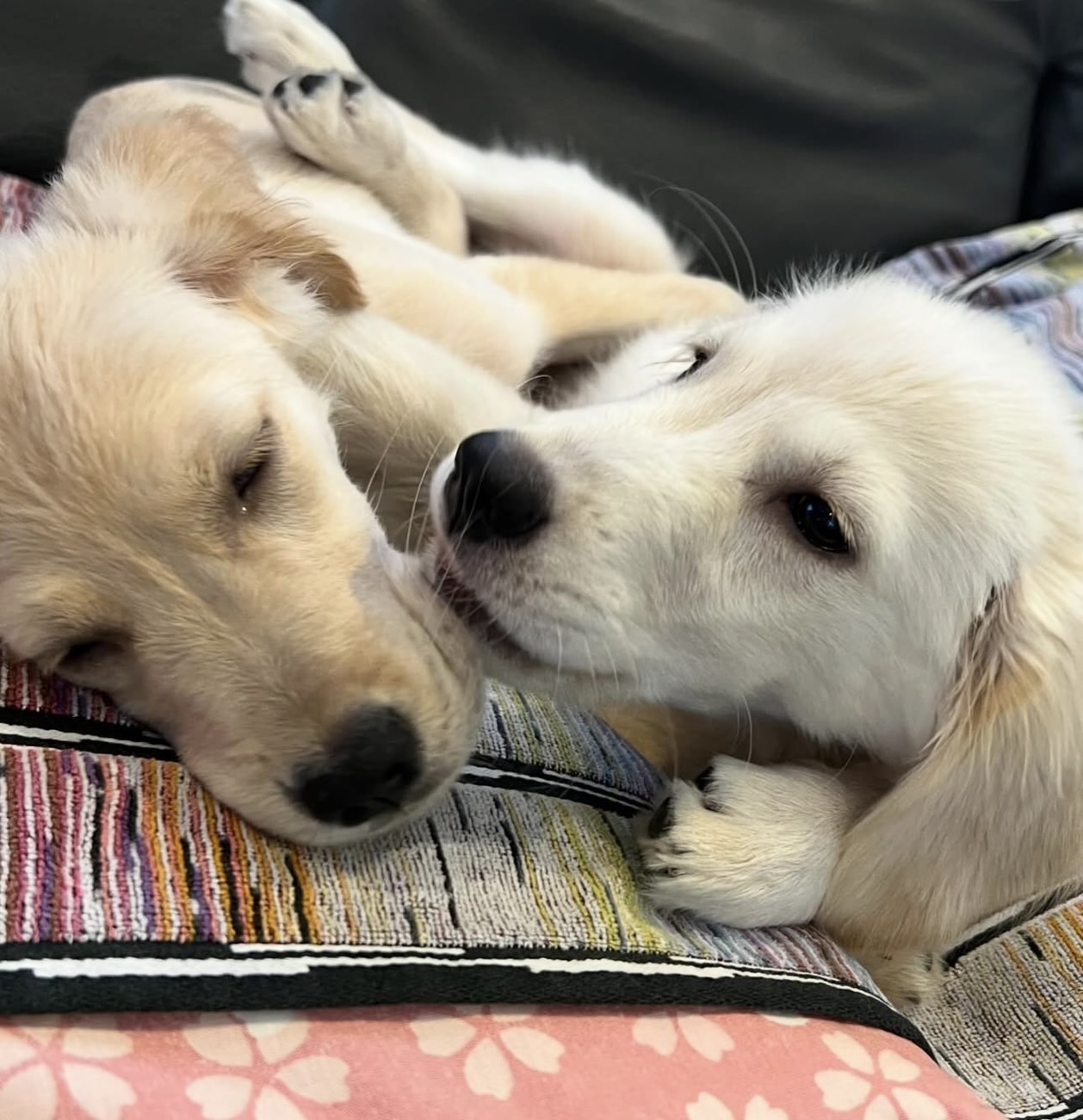 看板犬アクア&マリンの日常風景