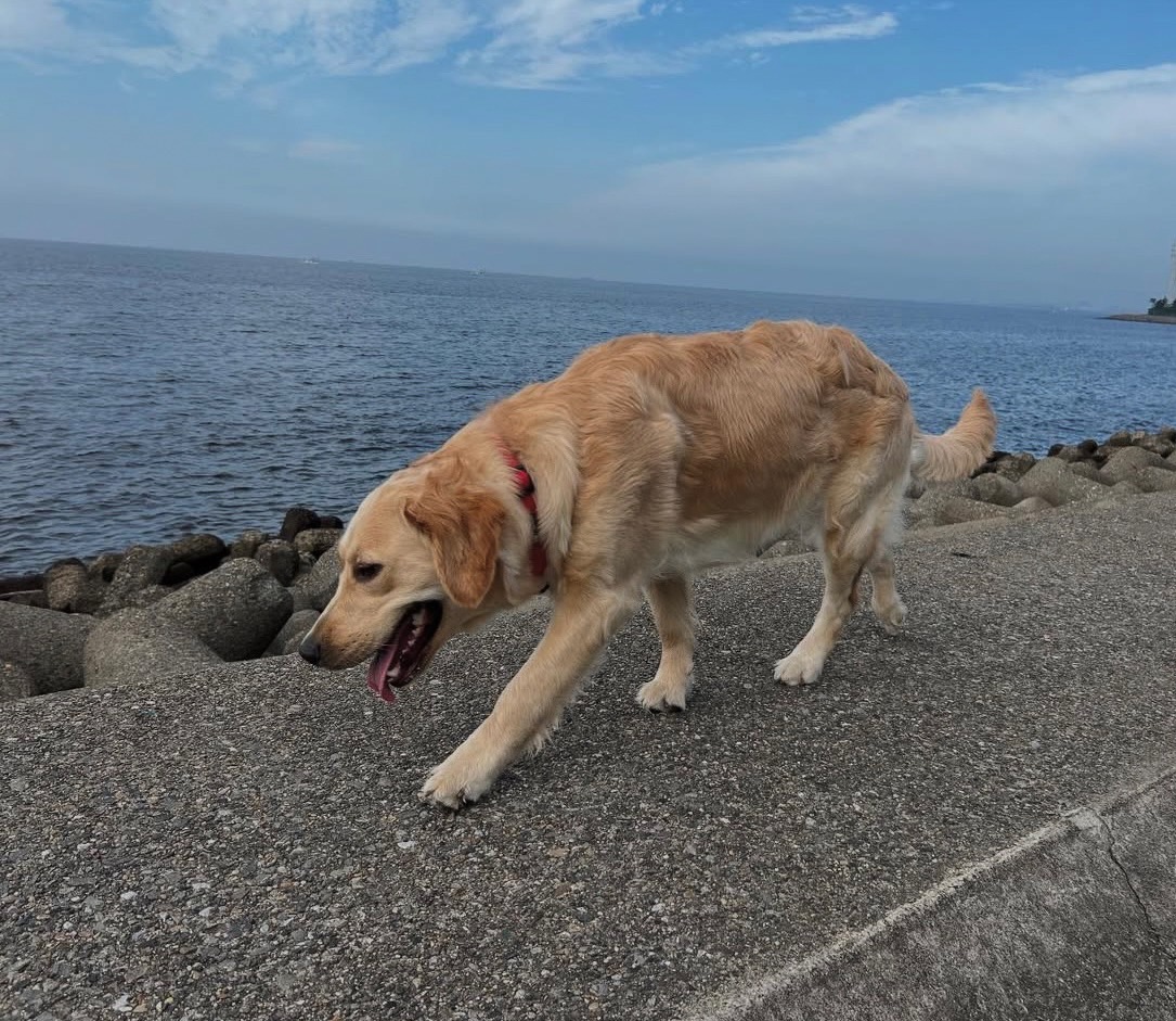 貴金属取引会社スリーエイトの看板犬