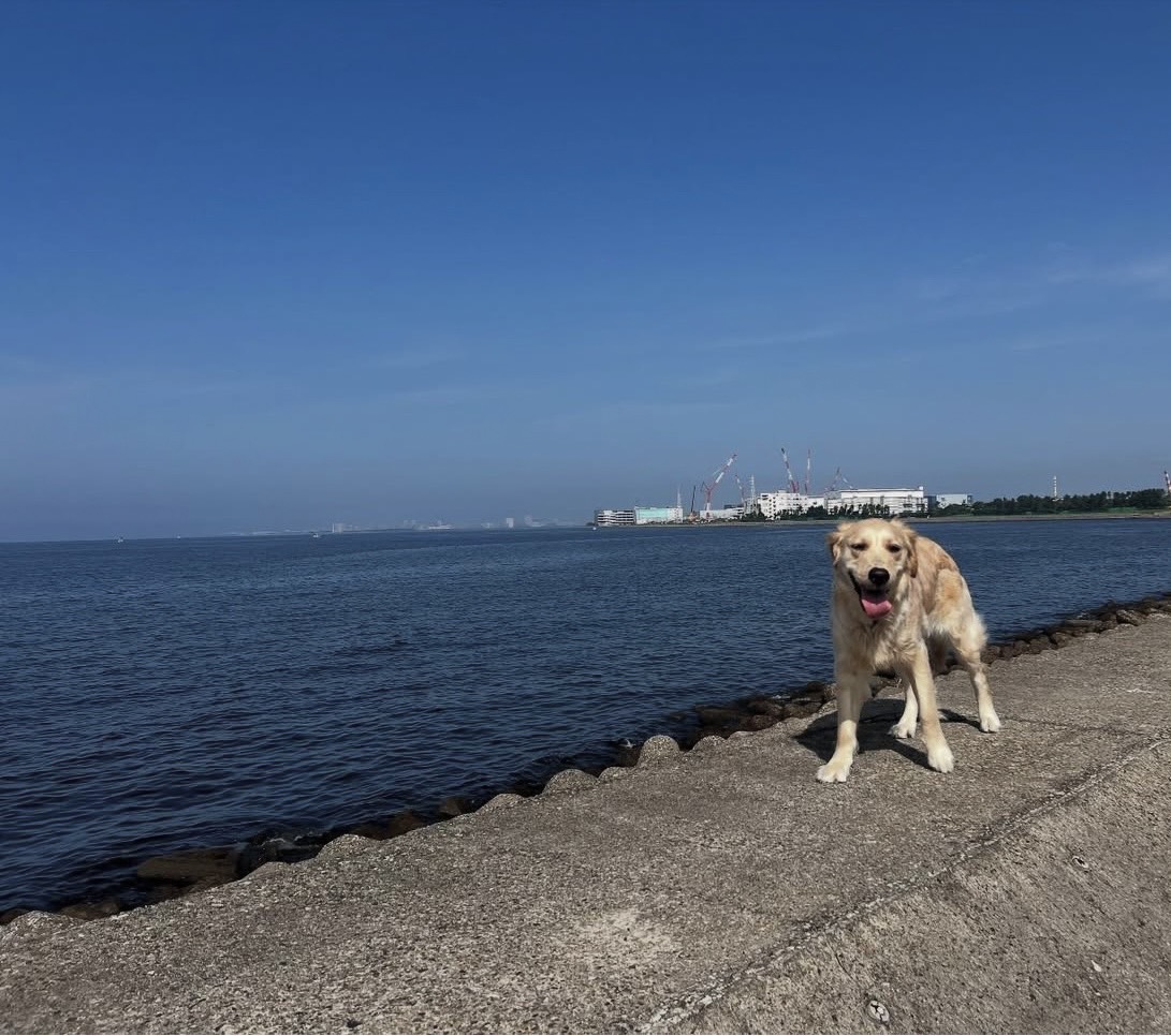 看板犬アクア&マリンの様子