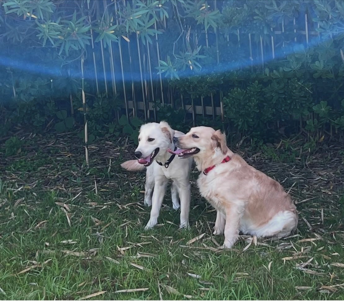 株式会社スリーエイトの看板犬アクア&マリン