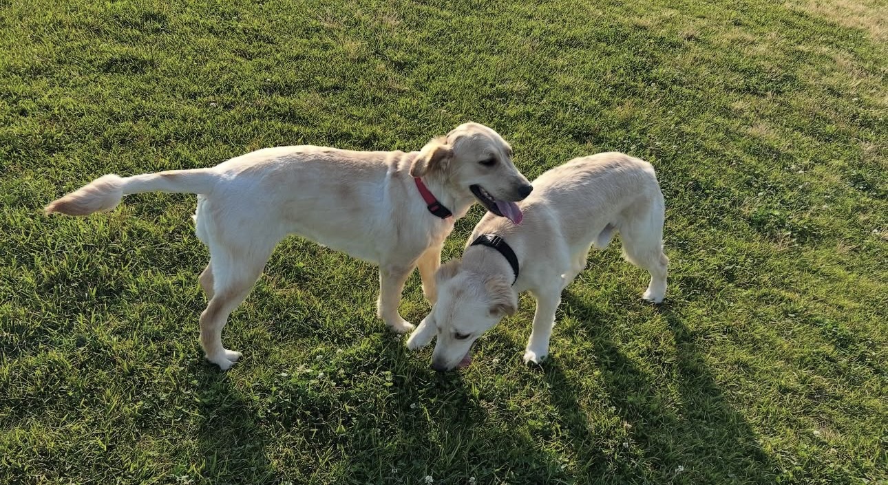 看板犬アクア&マリンの日常