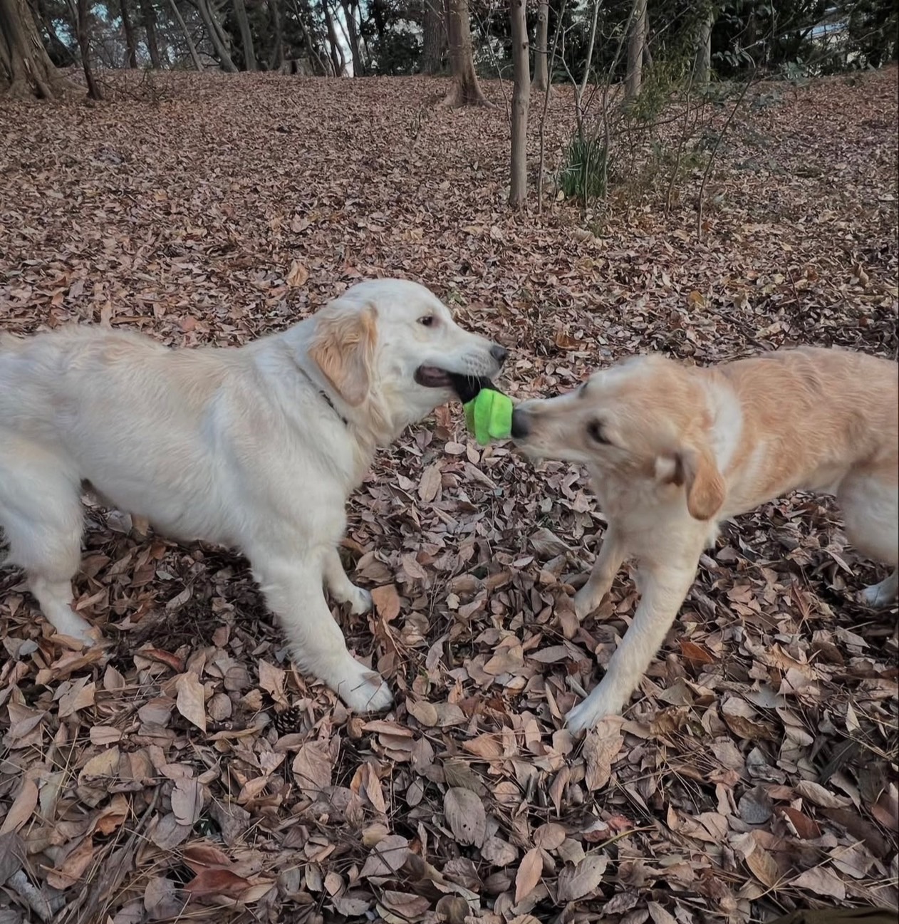 貴金属取引専門会社の看板犬アクア&マリン