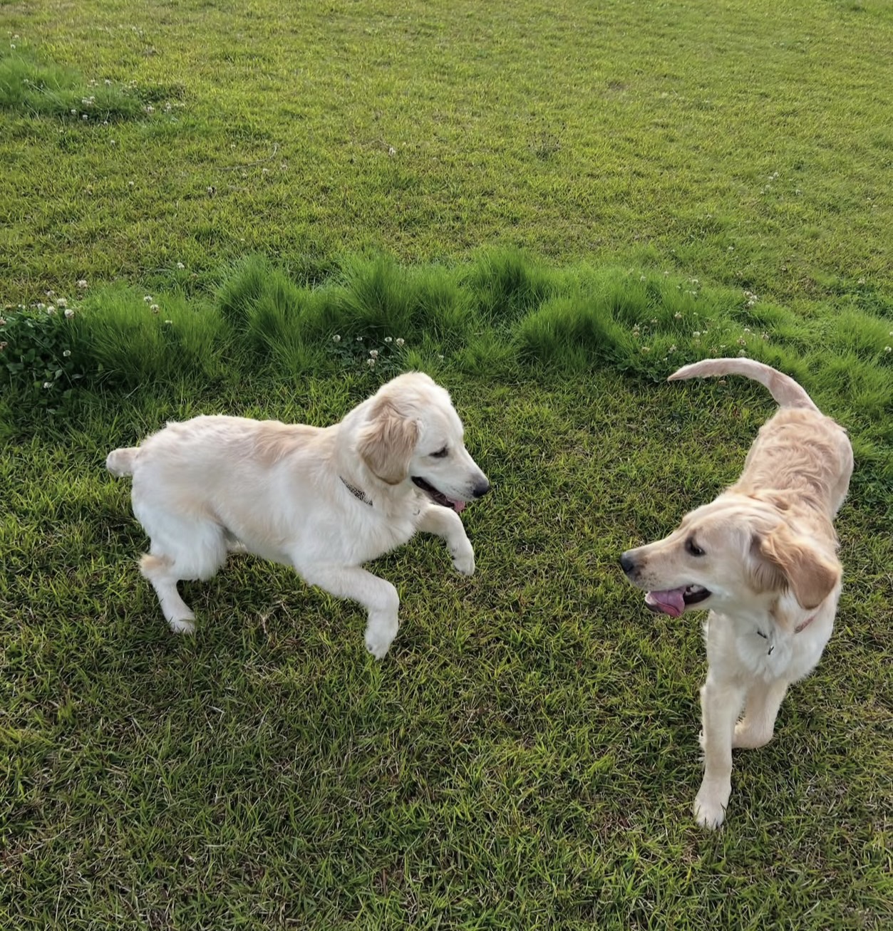 看板犬アクア&マリンの様子