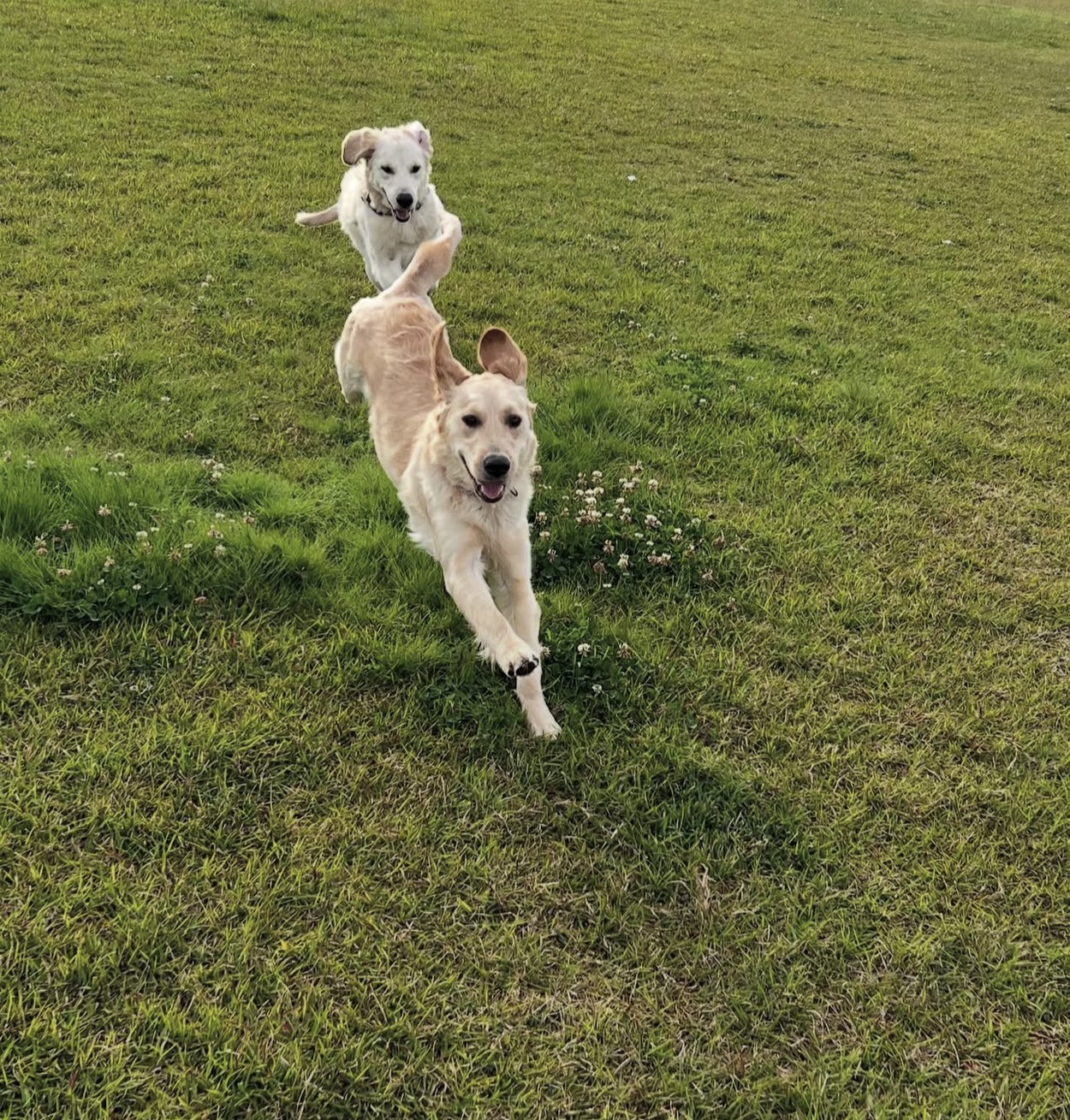 株式会社スリーエイトの看板犬アクア&マリン