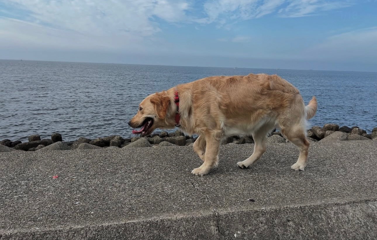 看板犬アクア&マリンの日常風景