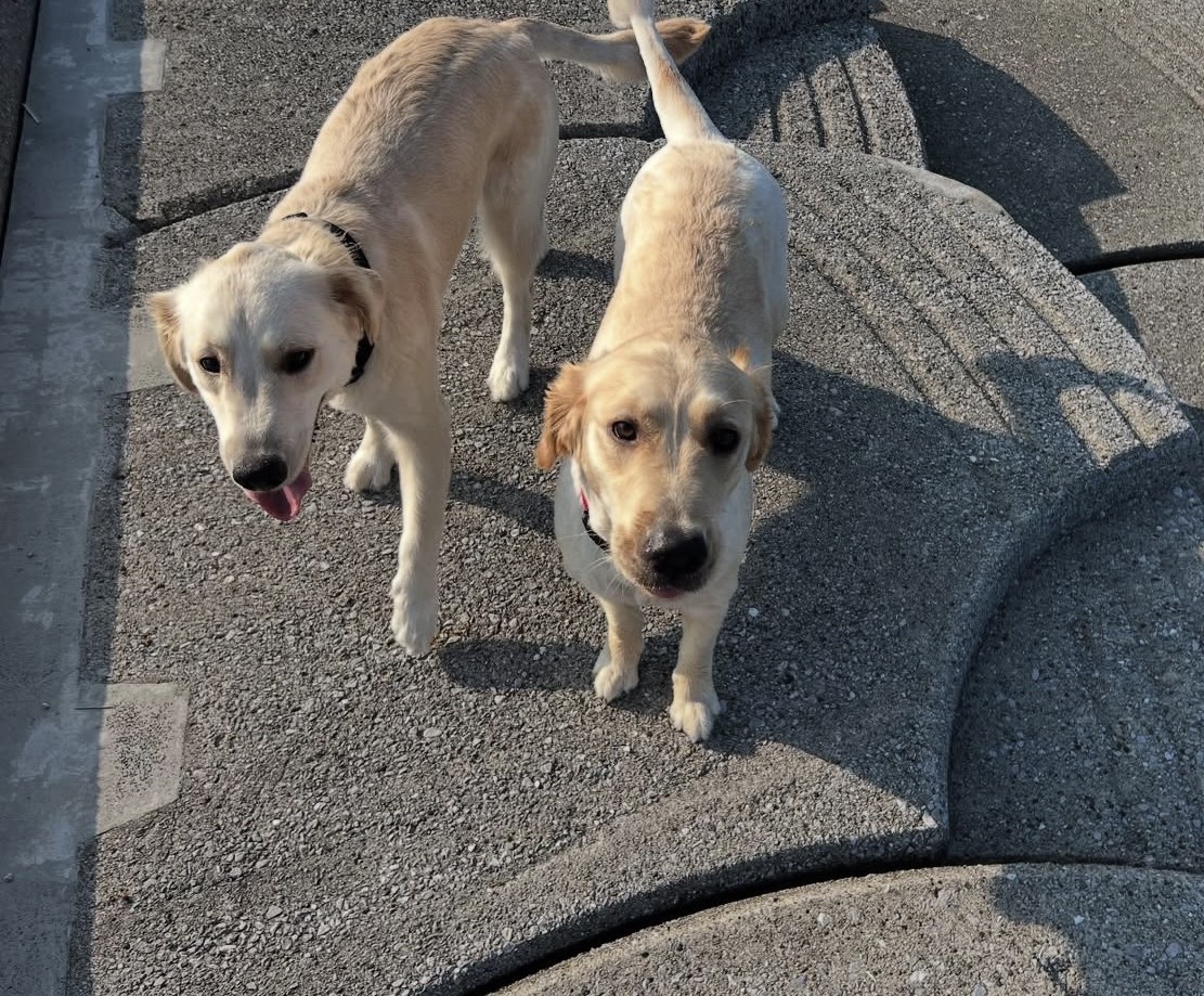 貴金属取引会社の看板犬アクア&マリン