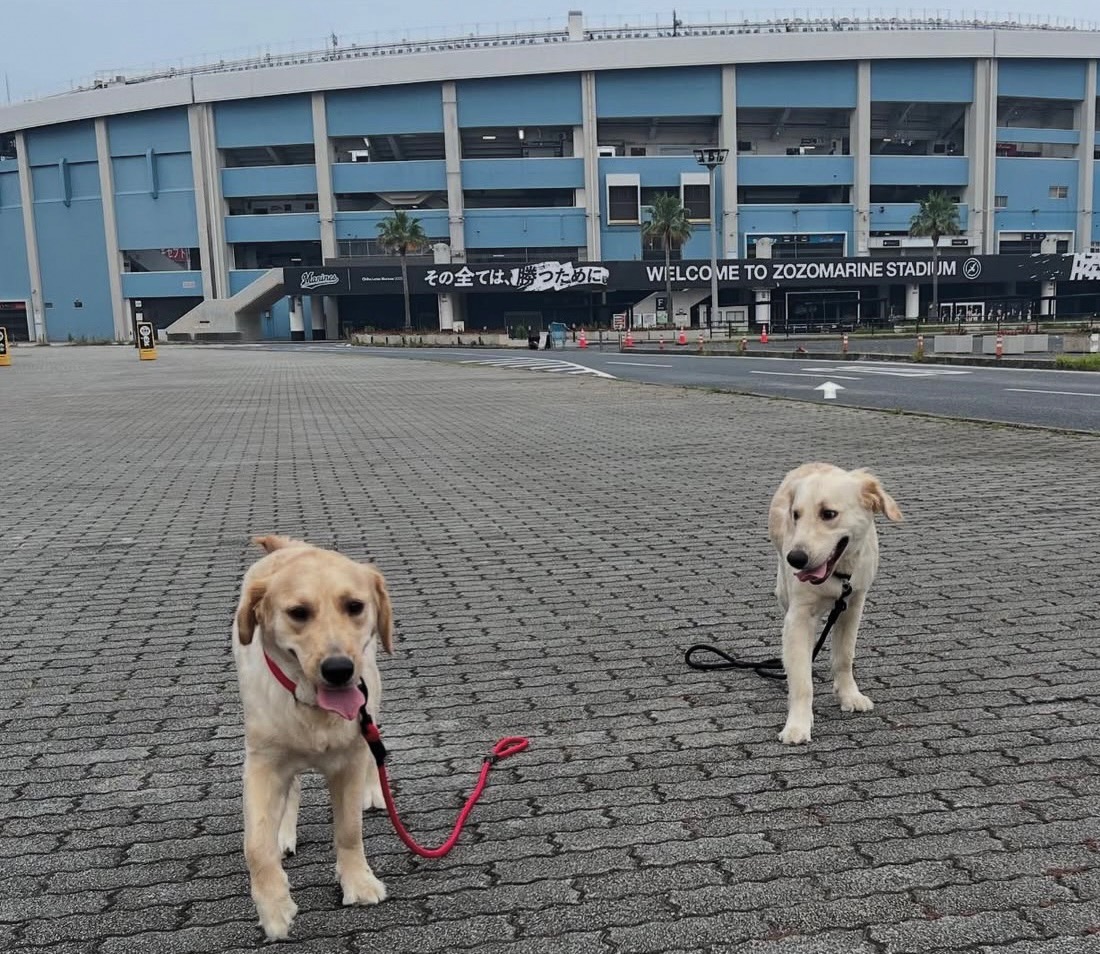 看板犬アクア&マリンの様子