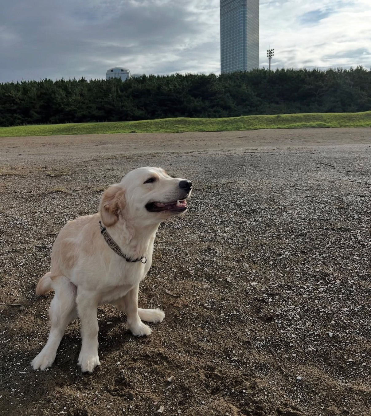 株式会社スリーエイトの看板犬アクア&マリン