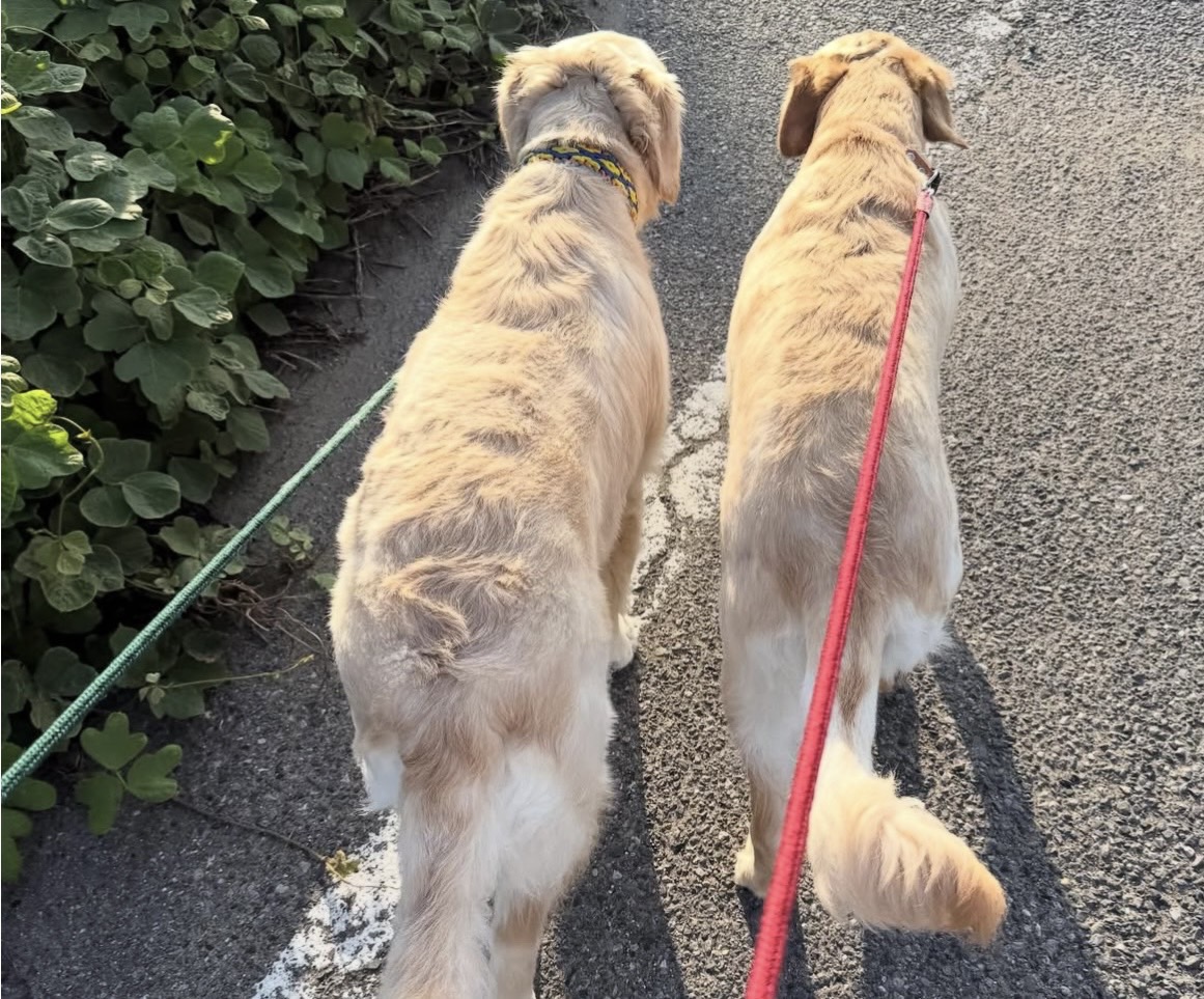 貴金属取引専門会社の看板犬アクア&マリン